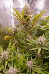 Flo +53 - Critical Mango