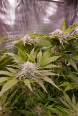 Flo +53 - Lockdown Kush 1