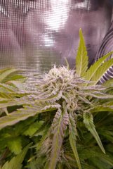 Flo +53 - Bud Lockdown Kush 1