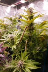 Flo +60 - Lockdown Kush 2