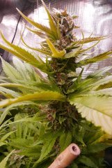 Flo +60 - Apex Lockdown Kush 2