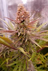 Flo +60 - Bud Critical mango
