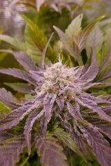 Flo +60 - Bud 1 Lockdown Kush 1