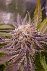 Flo +60 - Bud 2 Lockdown Kush 1