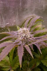 Flo +60 - Bud 3 Lockdown Kush 1