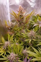 Flo +60 - Critical Mango