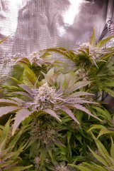 Flo +60- Lockdown Kush 1