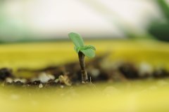rucu cucu og de seed stockers
