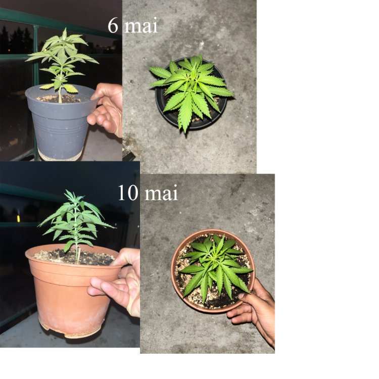 1w.thumb.png.95a46e40bc6a1ae99cb65362061a035f.png