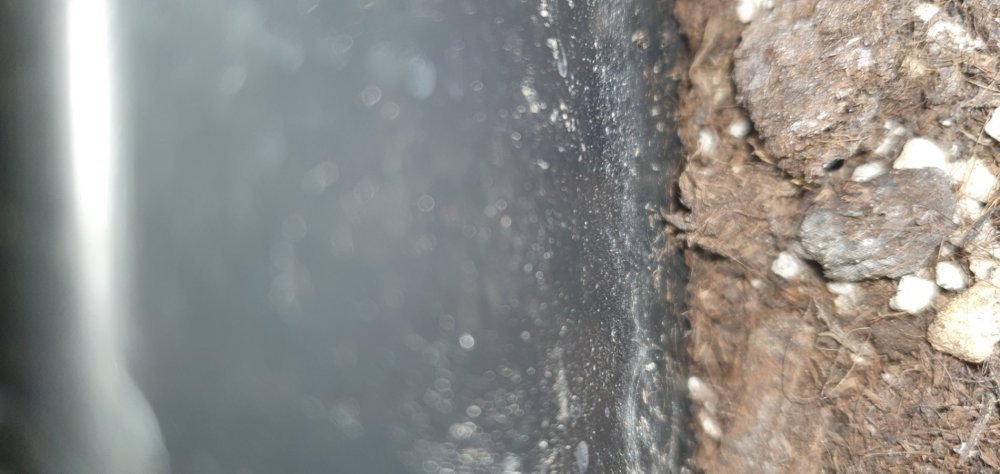 20230613_003927.thumb.jpg.864dd95fa1d3b8b2c68f541b429a747f.jpg