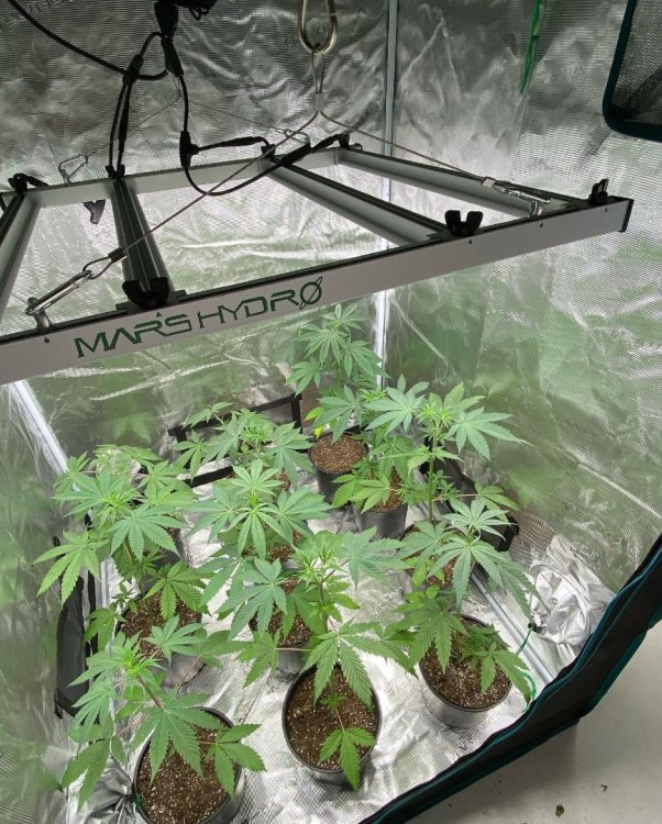 Mars Hydro FC-E3000 light with 3x3 tent,beautiful setup2-ins@dirty_joe_grows.jpg