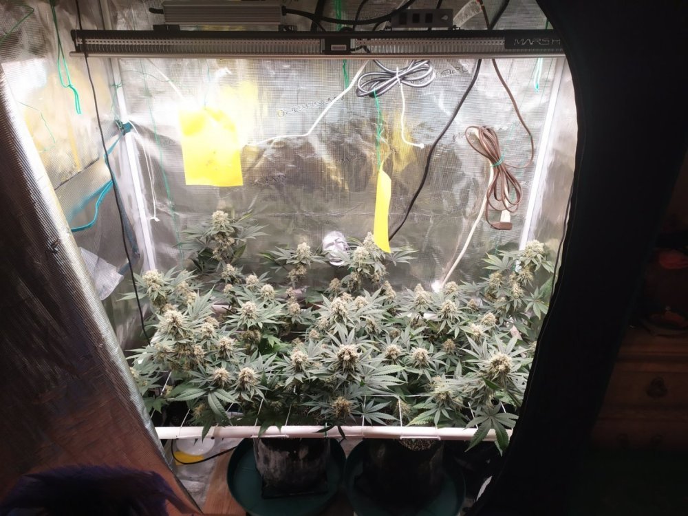 420Magazine-SP3000.jpg