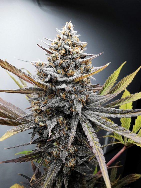 6459417_grow-journal-by-soosan.thumb.jpg.b6644b53a7788a652d3351d78733368c.jpg