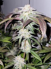 Josh D OG Karma genetics