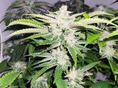 Josh D OG Karma genetics