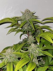 Josh D OG Karma genetics