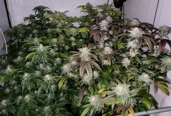 Josh D OG Karma Genetics