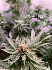 386291DE-1C5E-4C00-9A3F-2397803B3C48.jpeg