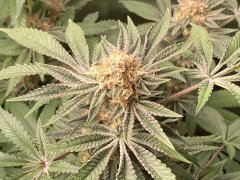 IMG_0327.jpeg