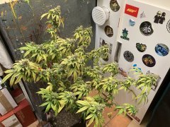 IMG_0338.jpeg