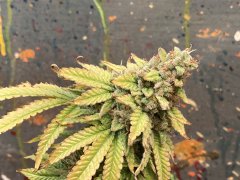 IMG_0340.jpeg