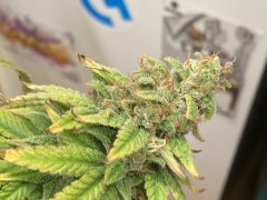 IMG_0342.jpeg