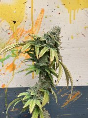 IMG_0344.jpeg