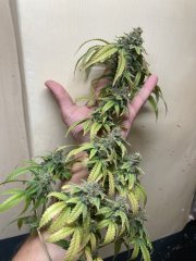 IMG_0348.jpeg