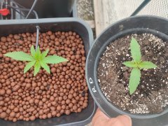 10 jours terre vs hydro