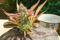 Purple Sunset Auto