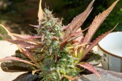 Purple Sunset Auto