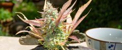 Purple Sunset Auto