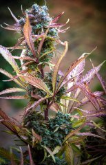 Purple Sunset Auto