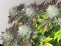 IMG_5385.jpeg