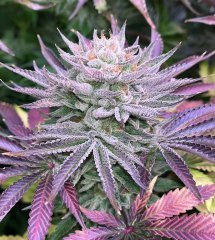 Pinepaya x Runtz (Grateful Seeds)