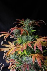 banana jack