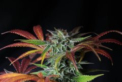 banana jack/