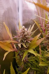 FLO +68 - critical mango