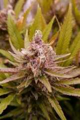 FLO +68 - critical mango