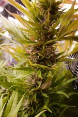 FLO +68 - Lockdown Kush tige principale