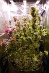 FLO +68 Cut Kush et critical
