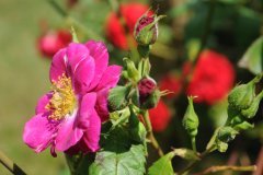 des fleurs pour la fete des meres