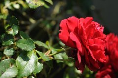 des fleurs pour la fete des meres