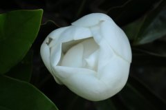 des fleurs pour la fete des meres