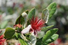 des fleurs pour la fete des meres