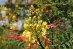 des fleurs pour la fete des meres