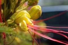 des fleurs pour la fete des meres
