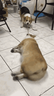 tug-of-war-corgi.gif.317b8da52af12d372d1c6a02e808d7d2.gif
