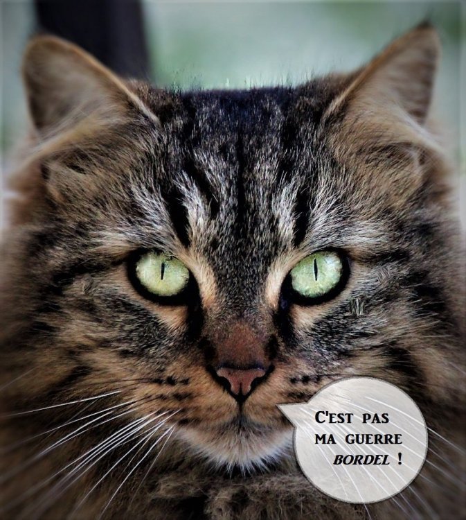 1079477190_NicoCat9unmodifiedv2.thumb.jpg.be30f02d42d761f7c1e25ea1d40a7e11.jpg