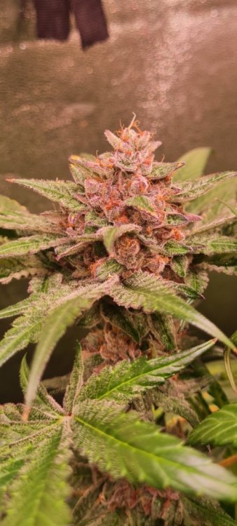 radical juice (2).jpg